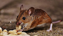 24 Hour & Emergency Exterminators in Winchester, AR